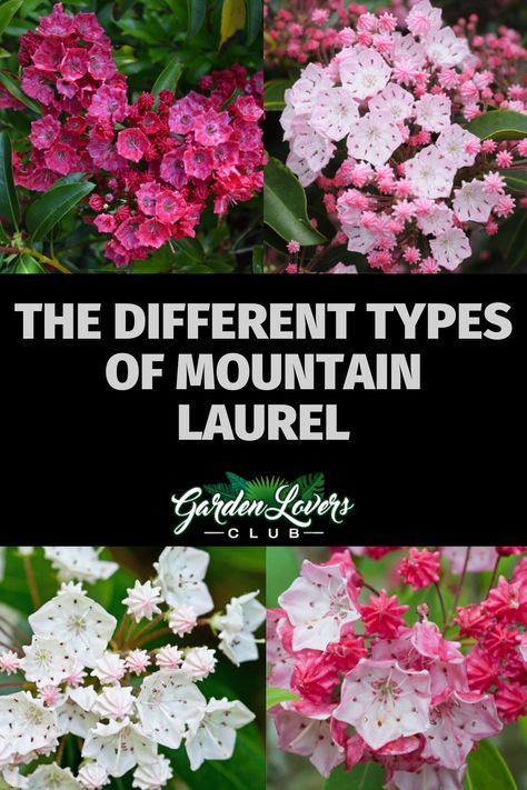 The mountain laurel (Kalmia latifolia) is a gorgeous shrub that can sometimes grow tall enough to be trained as a small tree. It grows throughout the eastern half of the United States, mainly in cool areas in moist soil. The plant in general doesn’t need much water – living in areas where soil tends to be moist does help – and it needs to be in partly shady areas. Mountain Laurel Shrub, Laurel Shrub, Drought Tolerant Shrubs, Kalmia Latifolia, Mahone Bay, Laurel Tree, Diy Garden Fountains, Planting Ideas, Mountain Laurel