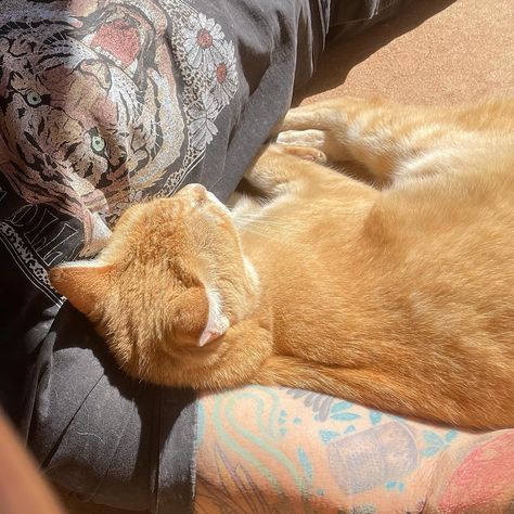 I’m sure I wasn’t the only person who decided that all that was needed yesterday afternoon was a lie down in the beautiful warm sunshine. Certainly warmed me right into my bones. It has been so long and I was so grateful for the return. 🌞 Cats thought it was the place to be too. 😻😻😻 #blessed If Sunshine Was A Person, Too Blessed, So Grateful, I Am Grateful, Bones, Things To Think About, Quick Saves