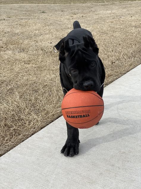 Big Dogs As Puppies, Cute Cane Corso Puppies, Black Cane Corso Puppy, Cain Corso Puppy, Came Corso Aesthetic, Puppy Cane Corso, Cane Corso Italian Mastiff Puppies, Cane Corso Dog Aesthetic, Baby Cane Corso