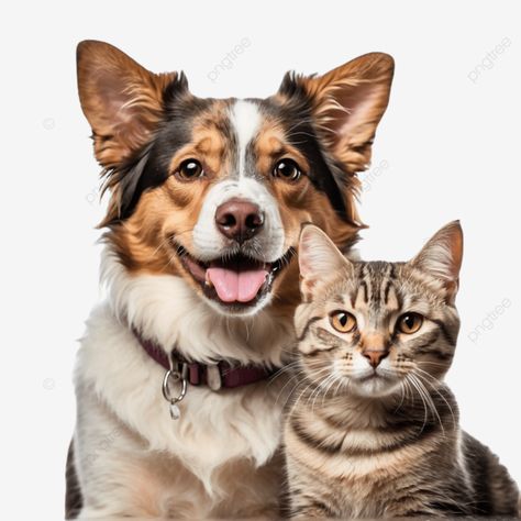 a dog and cat are posing for picture with Pet Store Design, Graphics Resources, Vet Clinic, Dog Png, Human Babies, Cartoons Png, Transparent Image, Pet Photography, Cat Posters