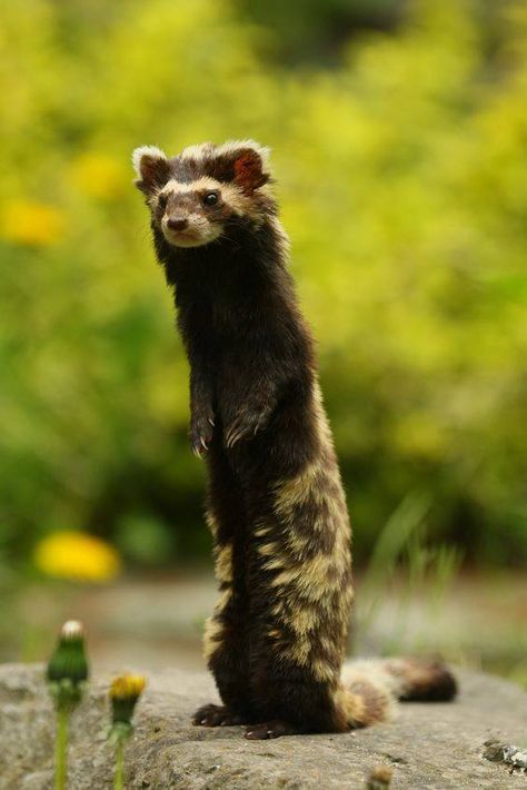 Cyanogaster noctivaga is a species of characin native to the Rio Negro, Brazil. Its scientific name translates as the blue-bellied night wanderer, referring to its unique appearance and nocturnal habits. Marbled Polecat, Magdeburg Germany, A Ferret, Interesting Animals, Unusual Animals, Rare Animals, Pretty Animals, Silly Animals, Weird Animals