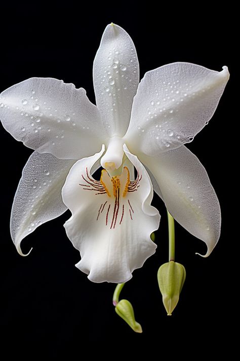 Nature's beauties. Orchid Reference, Midnight Garden, Garden Lovers, Orchid Flower, Flower Lover, Blooming Flowers, Flower Photos, Amazing Flowers, Flowers Photography