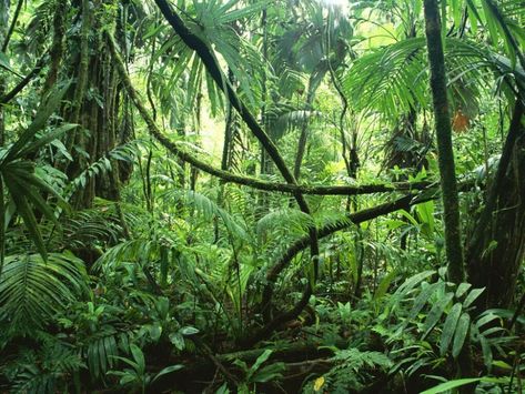 The "Green Chance" for Brazil - Impakter Amazon Rainforest Facts, Rainforest Pictures, Rainforest Facts, Amazon Forest, Multimedia Artist, Jungle Wallpaper, Vivarium, Amazon Rainforest, Tropical Forest