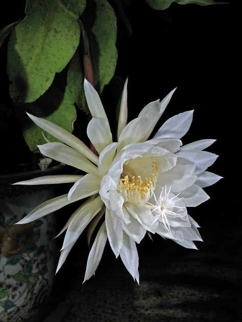 Epiphyllum oxypetalum Epiphyllum Oxypetalum Tattoo, Epiphyllum Oxypetalum, Night Blooming Flowers, Flower Cactus, Desert Moon, Moon Flowers, Orchid Cactus, Blooming Cactus, Night Flowers