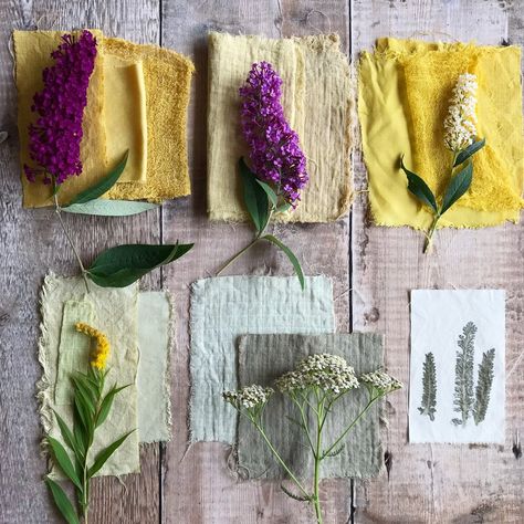 Dyeing with garden flowers Goldenrod Flower, Avocado Dyeing, Pink Dye, Natural Dyeing, Botanical Dyeing, Eco Printing, Plant Dyes, Natural Plant, Flower Tops