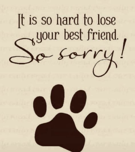 Pet Sympathy Quotes, Losing A Pet Quotes, Dog Heaven Quotes, Lost Best Friend, Pet Memorial Picture Frame, Pet Condolences, Miss My Dog, Pet Sympathy Cards, Blue Heeler Dogs