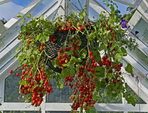 Tomato Hanging Basket, Hanging Tomato Plants, Growing Cherry Tomatoes, Tips For Growing Tomatoes, Growing Tomato Plants, Container Garden Design, Plants For Hanging Baskets, Fruit Seeds, Tomato Garden