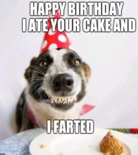 Happy Birthday Dog Meme, Funny Birthday Pictures, Funny Happy Birthday Messages, Happy Birthday Captions, Funny Happy Birthday Pictures, Happy Birthday Man, Funny Happy Birthday Wishes, Happy Birthday Dog, Happy Birthday Quotes Funny