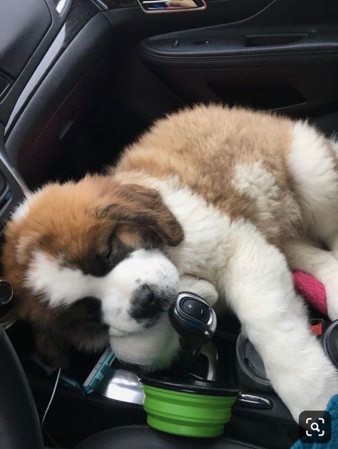 Saint Bernard Aesthetic, St Bernards, Saint Bernards, Friendly Dogs, St Bernard Puppy, St Bernard Dogs, Bernard Dog, Baby Animals Pictures, Cute Little Puppies