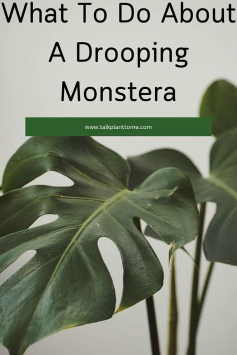 What to do about a drooping monstera! Sagging monstera plant leaves? Here’s what to do about it! Monstera Plant Care, Plant Bud, Insecticidal Soap, Plant Problems, Indoor Plant Care, Plant Guide, Indoor Jungle, Monstera Leaves, Monstera Plant