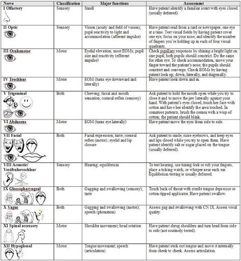 example of a cranial nerve assessment School Cheat Sheets, Neuro Assessment, Medsurg Nursing, Nurse Knowledge, Nurse Julie, Neuro Nursing, Emt Study, Nursing Work, Nursing Labs