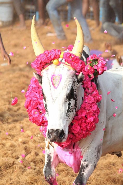 Coimbatore forest Kangayam Bull, Kangayam Bull Images, Jallikattu Kaalai Hd Images, Usa Flag Wallpaper, Dialogue Images, Green Screen Images, Bull Images, Yashoda Krishna, Moto Wallpapers