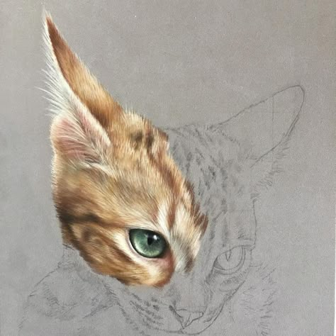 Cat Drawing Realistic, Drawing Realistic, Colored Pencil Art, Art Drawings Sketches Pencil, Cat Artwork, Art Pastel, Watercolor Cat, Coloured Pencils, Color Pencil Art