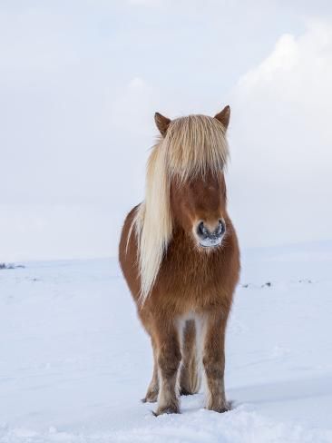 size: 12x9in Photographic Print: Icelandic Horse in fresh snow. Traces its origin back to the horses of the old Vikings, Iceland. by Martin Zwick : Icelandic Horses, Horse Pics, Country Cowboy, Spirit Animal Art, Icelandic Horse, Animal Antics, Horse Equestrian, Cute Horses, Pretty Horses