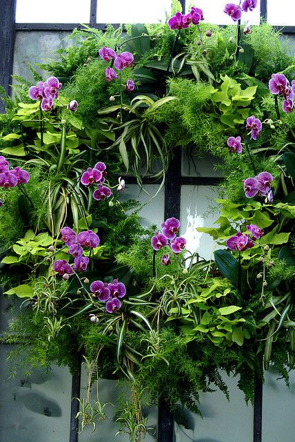 Orchid Christmas Wreath by larryn2009 Live Wreaths, Orchid Garden Ideas, Orchid Wreath, Plant Wreath, Living Wreath, Orchid Garden, Wreaths And Garlands, Deco Floral, Arte Floral