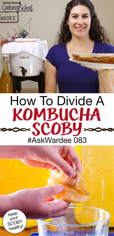 If you've been making Kombucha for a while, you know that the SCOBY (mother culture) grows thicker with each batch. Learn how to divide a SCOBY so you can share with friends, dehydrate it, give it to your pets, or add it to your SCOBY hotel! #kombucha #recipe #scoby #fermenting Kombucha Recipe For Beginners, Kombucha Mother, Scoby Hotel, Fermenting Foods, Alcoholic Drink Recipe, Making Kombucha, Make Kombucha, Kombucha Flavors, Fermented Recipes