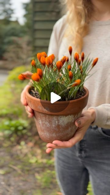 64K views · 16K likes | Farmer Gracy on Instagram: "Little pot of gold!✨ 
Our Crocus ‘Orange Monarch’ are flowering now. It’s nice to see this colour at this time of year, it really brightens up a grey day and absolutely glows on a sunny day! 

.
.
.
#crocus #crocuses #crocusorangemonarch #orangeflowers #plantpot #plantsforpots #containergarden #containergardens #patiopot #patioplants #springflowers #springcrocuses #smallgardens #plantsforsmallgardens #patiogarden #terracegarden #balconygarden #tinygarden" Farmer Gracy, Plants For Small Gardens, Crocus Flower, Patio Pots, Patio Plants, Lake House Decor, Pot Of Gold, Terrace Garden, Small Gardens