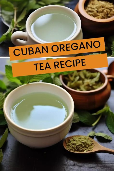 Cuban Oregano Tea Recipe – Hungarian Chef Oregano Tea Benefits Remedies, Oregano Tea Recipe, Cuban Oregano Recipes, Cuban Oregano Plant Uses, What To Do With Fresh Oregano, Cleanse Gut, Benefits Of Oregano, Oregano Tea, Cuban Oregano