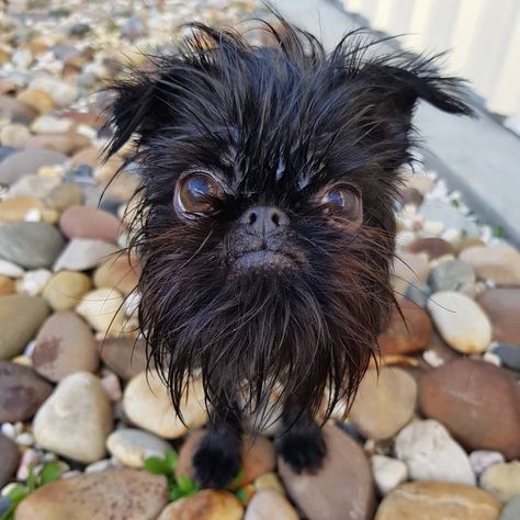 Squid the Griff on Instagram: “Did you follow my washing instructions? I think I've shrunk... #gentlewashonly” Dog Human, Affenpinscher Dog, Dog Bread, Griffon Dog, Book Edits, Human Eyes, Brussels Sprout, Brussels Griffon, Animal References