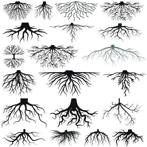 Roots Tattoo Design, Tree Roots Underground Drawing, Stay Rooted Tattoo, Fern Stencil, Plant Roots Illustration, Exposed Tree Roots, Tree Root Drawing, Tree Roots Drawing, Plant Roots Drawing