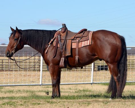 Bay Quarter Horse Gelding, Bay Western Horse, Bay Quarter Horse, Roping Horses, Western Riding Tack, Rodeo Aesthetic, Pics Of Horses, Rdr2 Oc, How To Draw Horses