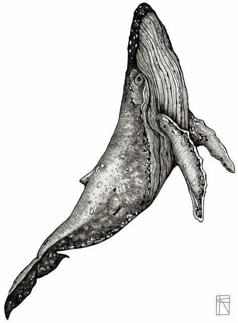 Humpback Whale Drawing, Drawing Whale, Humpback Whale Tattoo, Whale Sketch, Nature Tattoo Ideas, Whale Pictures, Whale Tattoo, Whale Drawing, Cool Nature