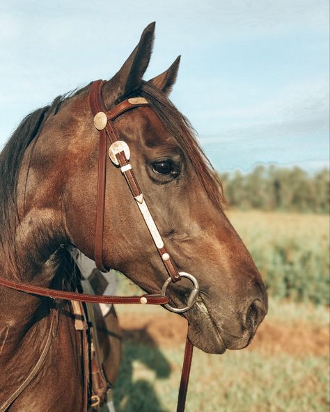 Western Horse Bridle, Horse Tack Ideas, Western Party Ideas, Never Going Back, Western Bridles, Horse Bridle, Western Party, Horse Things, Horse Portrait