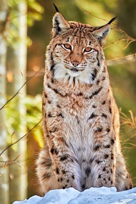 Bobcats High Resolution Desktop Wallpaper Bobcat Pictures, Baby Bobcat, Overwatch Wallpapers, Desktop Background Images, Spring Animals, Snow Forest, Wallpaper For Sale, Forest Creatures, Forest Animal