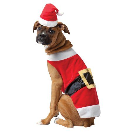 Cute Animals Videos, Smiling Animals, Christmas Pets, Santa Claws, Santa Dog, Santa Costume, Costumes Dresses, Santa Suits, Dog Halloween Costumes