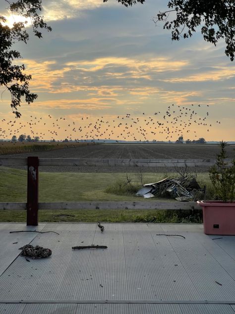 Morning Bird Aesthetic, Feeding Birds Aesthetic, Ornithology Aesthetic, Greenery Aesthetic Wallpaper, Bird Watching Aesthetic, Early Bird Aesthetic, Birdwatching Aesthetic, Mockingbird Aesthetic, Birds Migration