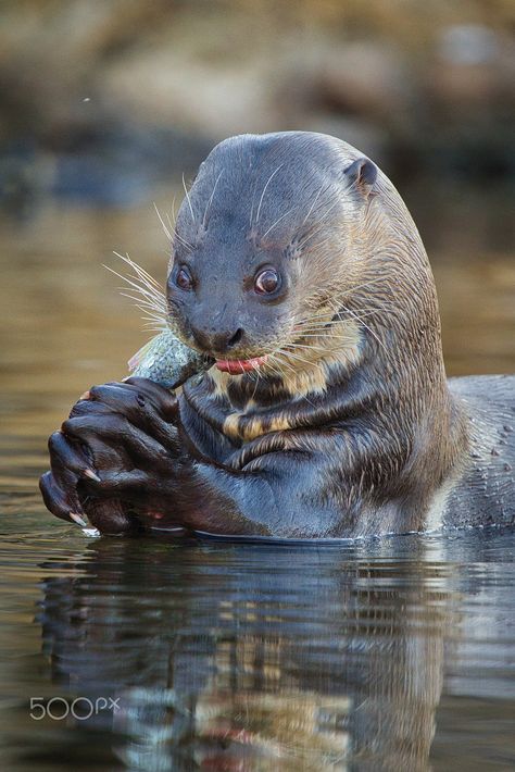 Giant River Otter, Toothless Dragon, River Otter, Toothless, Stunning Photography, Otters, Beautiful Birds, All Around The World, Mice