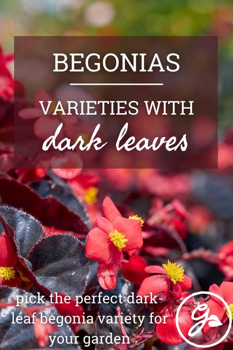 #Begonias make a lovely addition to ornamental #flower beds. Click here to learn about some of the most popular dark leaved begonia plants. #dancingpeacock #jurassicsilverswirl #megawattredbronze #sophia #sparkswillfly Begonia Plants, Ornamental Flower, Tuberous Begonia, Dark Leaves, Perfect Dark, Bedding Plants, Types Of Flowers, Beautiful Blooms, Hanging Baskets