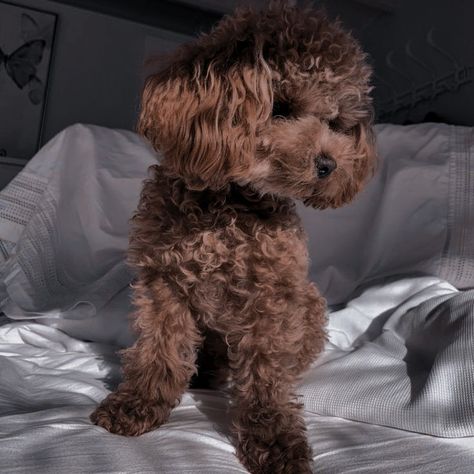 Brown Poodle, Toy Poodle Puppies, Poodle Puppies, Pet Ideas, Poodle Puppy, Brown Dog, Roblox Codes, Toy Poodle