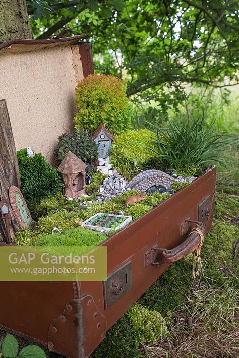 Suitcase Garden, Retail Space Ideas, Moss Gardens, Decorative Pebbles, Plant Containers, Garden Board, Craftsman Bungalow, Moss Garden, Plant Photography