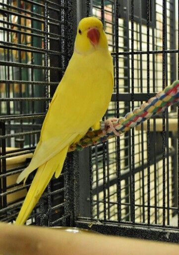 Marley an Indian Ringneck is in need of a forever home.  He's located at Lazicki's Bird House and Rescue,  Warwick, RI.  Lazibirds.org Yellow Indian Ringneck Parrot, Indian Ringneck Parrot, Ringneck Parrot, Parrot Rescue, Indian Ringneck, Parakeets, Butter Yellow, Cute Birds, Forever Home