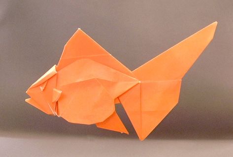 Origami Goldfish - Ryukin by Ronald Koh folded by Gilad Aharoni Origami Goldfish, Origami Book, Insurance Sales, Origami Fish, Dog Insurance, Farmers Insurance, Book Origami, Model Drawing, Book Show