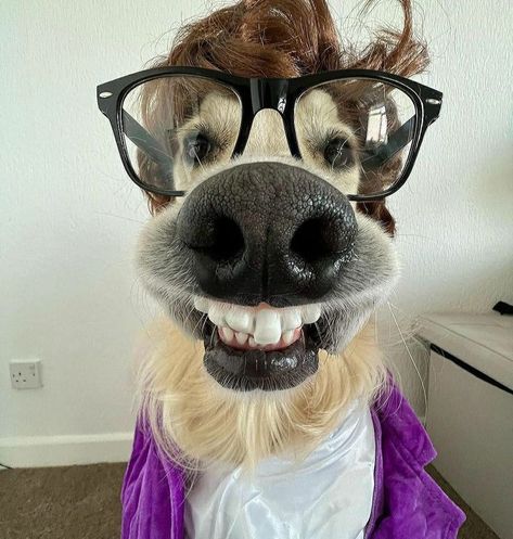 Goofy Pfps, Weird Dogs, Goofy Animals, Silly Animal Pictures, Funny Dog Faces, Goofy Dog, Cute Dogs Images, Funny Dog Photos, Cute Dog Photos