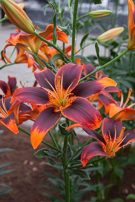 Lilium 'Forever Susan' Red Lily Flower Anime, Flower Wallpaper Red, Forever Susan, Lily Flower Wallpaper, Mythical Places, Lilly Garden, Red Lily Flower, Flower Gardening Ideas, Memory Garden