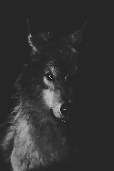 Wolf Lup Singuratic, Wolf Quotes, Wolf Photos, Drawing Animals, Wolf Wallpaper, Wolf Love, Dog Artwork, Wild Wolf, Wolf Pictures