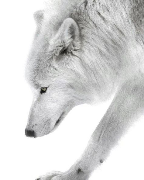 Wolf Aesthetic, Beautiful Wolf, Wolf Images, Arctic Wolf, Majestic Creatures, Wolf Photos, Beautiful Wolves, Grey Wolf, White Wolf