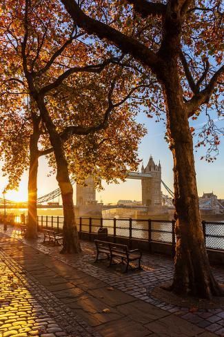 size: 12x8in Photographic Print: Autumn sunrise in grounds of the Tower of London, with Tower Bridge, London by Ed Hasler : Autumn Sunrise, London Tower Bridge, London Tower, The Tower Of London, Bridge Photography, Tower Bridge London, London Aesthetic, Pretty Landscapes, Tower Of London