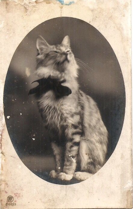 Antique cat postcard Old Cats Pictures, Vintage Cat Photography, Vintage Cat Pictures, Old Cat Paintings, Victorian Cat Portrait, Old Cat Photos, Vintage Cat Postcard, Victorian Cat, Vintage Cat Photos