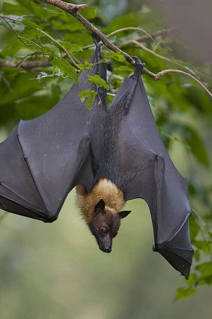 Bats are cool Fox Bat, Bat Flying, Flying Fox, Fruit Bat, Baby Bats, Cute Bat, Creatures Of The Night, Animal Planet, Animal Photo