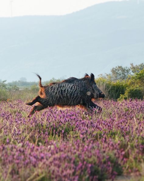 Wild Boar (Sus scrofa) observed by gokcecoskun on May 17, 2015 · iNaturalist.org Boar Aesthetic, Wild Boars, Wild Boar Hunting, Boar Hunting, Wild Pig, Wild Hog, Carnival Posters, Living With Cats, Animal Anatomy