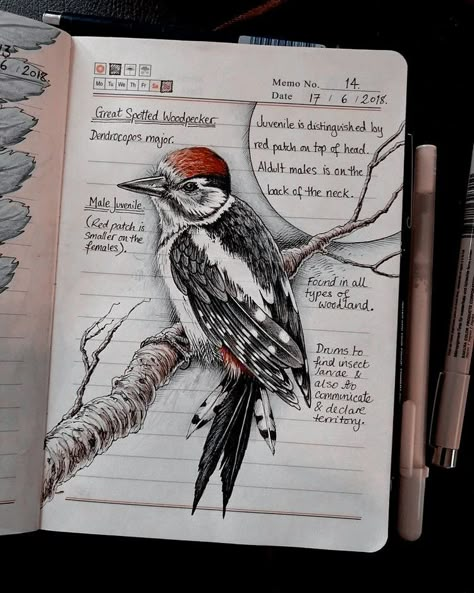 Birding Journal, Botanical Sketchbook, Nature Journals, Field Journal, Nature Journaling, Bird Sketch, Nature Sketch, Animal Study, Illustration Botanique