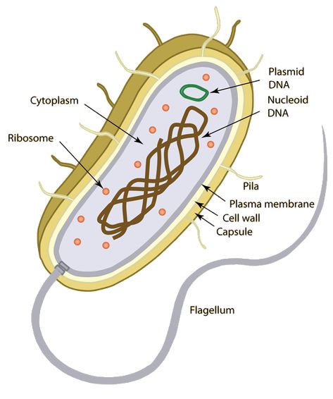 Here we have a Prokariotic cell, and its characteristics, from the inside to the outside of it. This is a rare cell, because it does not have defined organelles, so we need to know everything about them. Prokaryotic Cell Diagram, Bacteria Cell Drawing, Bacteria Cell Model, Eukaryotic Cell Model, Prokaryotic Cell Drawing, Prokaryotic Cell Model, Bacteria Model, Prokaryotes And Eukaryotes, Cranial Nerves Anatomy