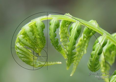 Fibonacci Spiral with a fern. I love how often this pattern shows up in nature! Fibonacci Spiral Nature, Fibonacci In Nature, Constellations Art, Fibonacci Tattoo, Fibonacci Golden Ratio, Spirals In Nature, Geometry In Nature, Color Wheels, Golden Spiral