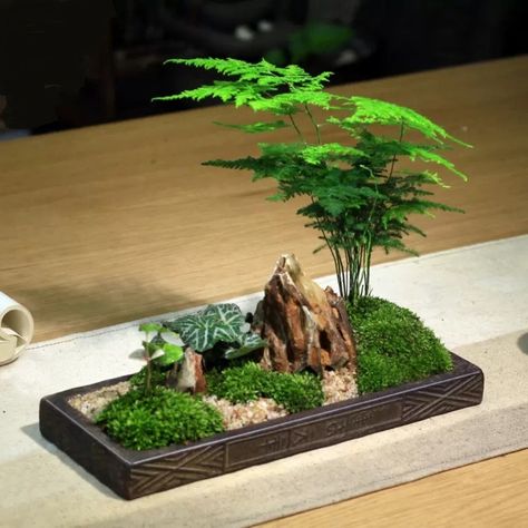 Mini Japanese Garden, Best Terrarium Plants, Rockery Garden, Miniature Zen Garden, Bonsai Tree Care, Mini Zen Garden, Zen Garden Design, Beautiful Terrariums, Plants Wall