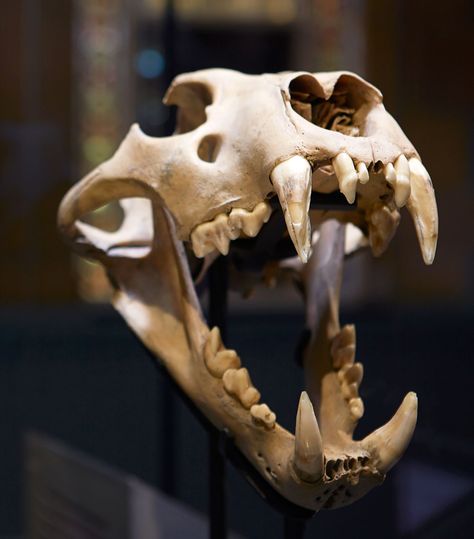 Skull Open Mouth, Tiger Skull, Dog Skull, Skull Anatomy, Skull Reference, Wolf Skull, Dog Skeleton, Animal Skull, Vulture Culture