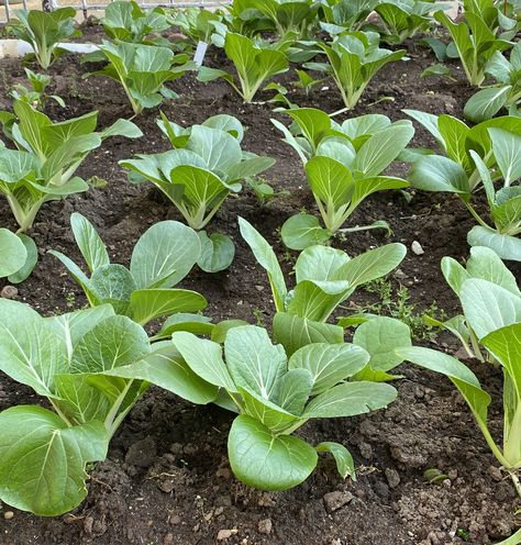 White stem spinach /Pak Choi/ Chinese white Cabbage/Asian vegetable Cabbage Garden, Cabbage Vegetable, White Cabbage, Asian Vegetables, Pak Choi, Legend Wallpaper, Garden Aesthetic, Mobile Legend, Vegetable Gardening